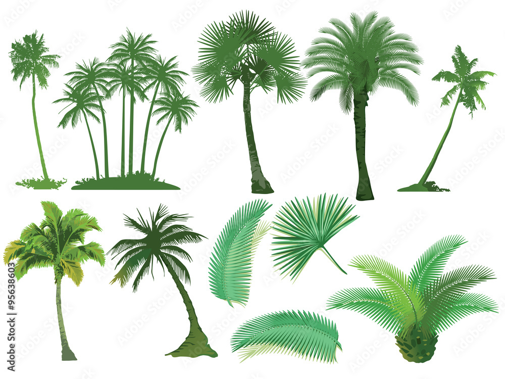 Obraz premium Palmen Bäume