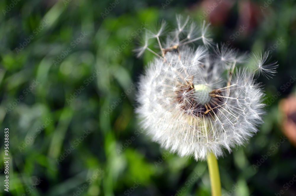 Fototapeta premium Mniszek lekarski