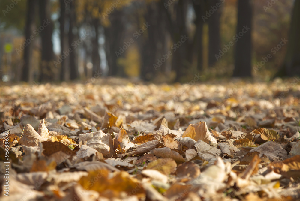 Colorful Autumn Leaves Natural Background with blured trees back Colorful Autumn Leaves Natural Background with blured trees back