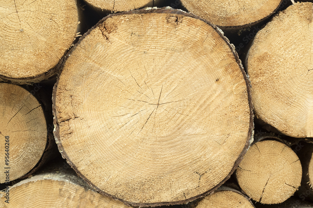 Log Section
