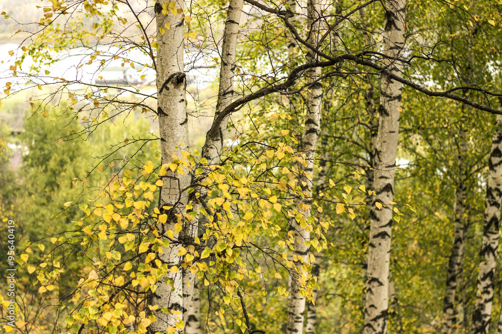 Fototapeta premium Autumn birch grove