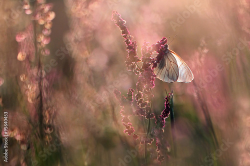 white butterfly Aporia crataegi on the pink plants #95640453