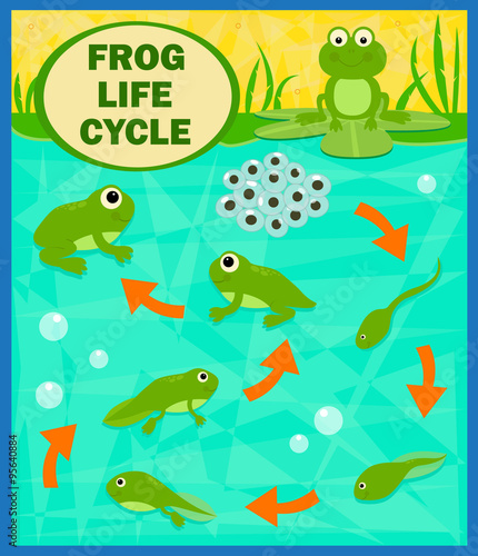 Frog Life Cycle - Cartoon diagram of the frog life cycle. Eps10