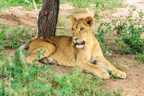 Resting lion in Tarangire Park, Tanzania