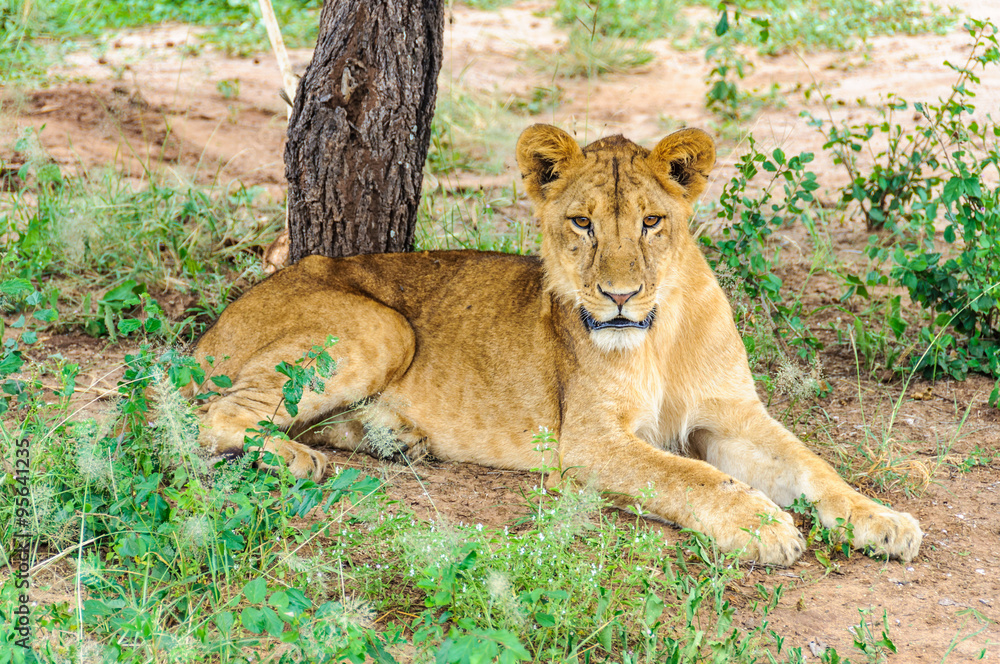 Fototapeta premium Resting lion in Tarangire Park, Tanzania
