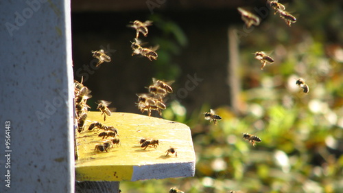 Pszczoły photo