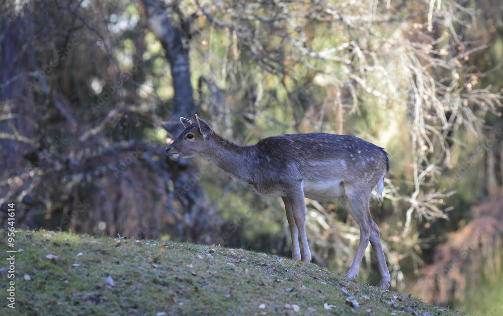 Hirschkalb