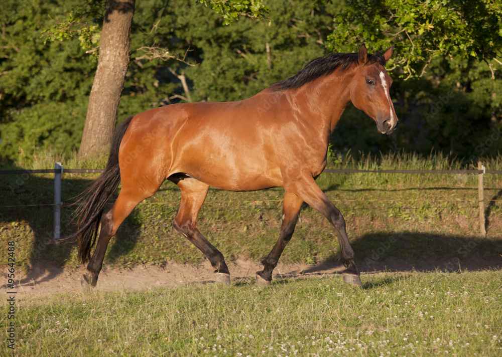 Fototapeta premium Holsteiner Zuchtstute auf Weide