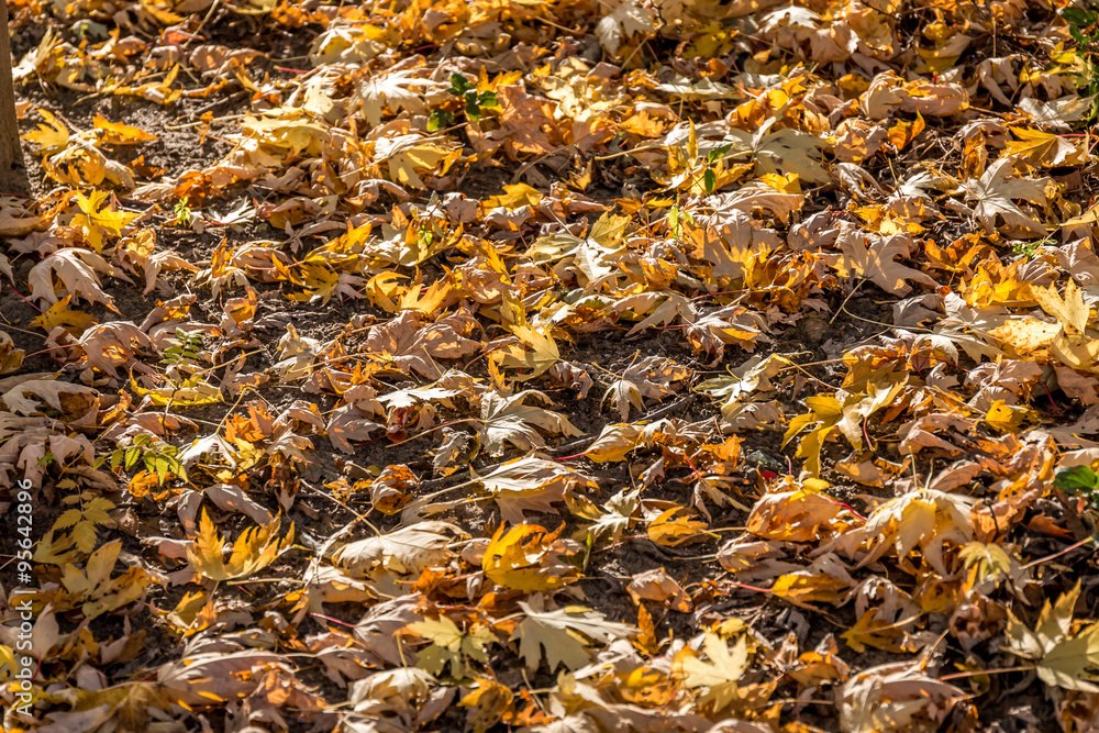 Autumn leaves in the street Autumn leaves in the street
