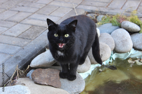 black cat meows