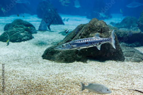 Tableau sur toile Detailed aquarium barracuda