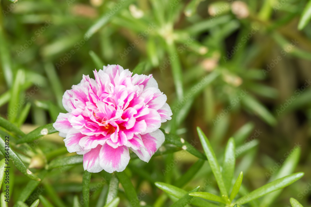 Fototapeta premium Pusley flower(Portulaca oleracea)