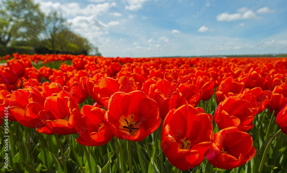Red tulips in a sunny field in spring Red tulips in a sunny field in spring