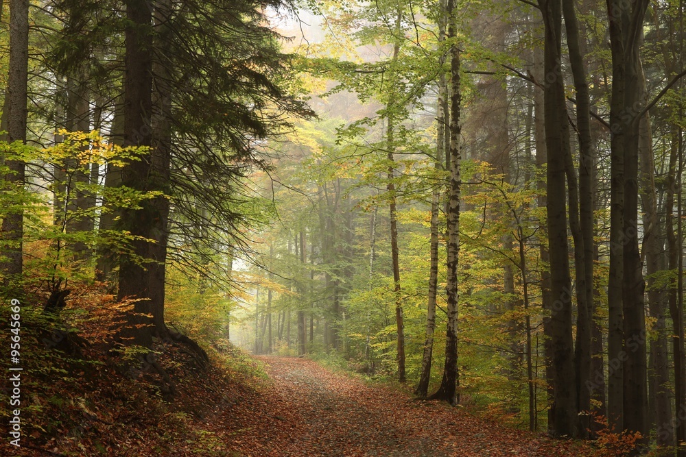 Path through the autumnal forest in foggy weather
