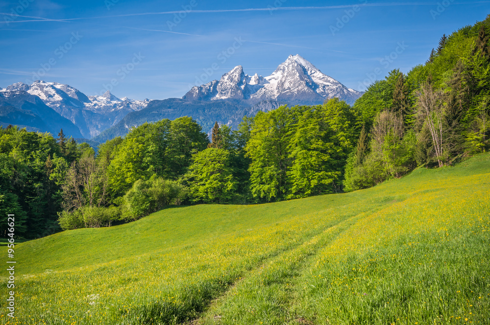 Obraz premium Idyllic mountain landscape in the Alps with hiking trail, fresh green mountain pastures and blooming flowers in springtime
