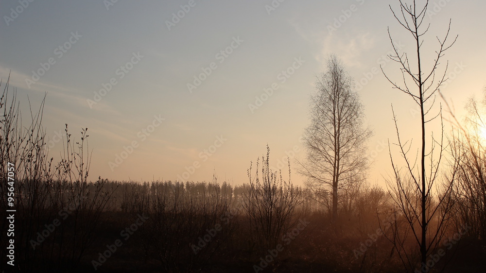 Fototapeta premium Nature at dawn