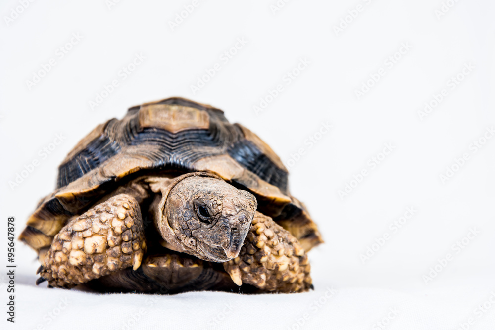Tortuga Terrestre Argentina (Chelonoidis chilensis) StockFoto Adobe