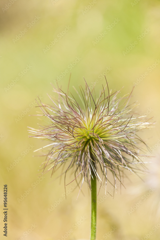 Seed Head of European Pasqueflower