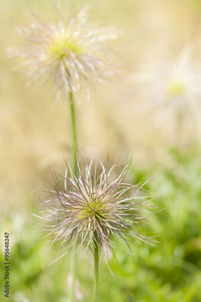 Seed Heads of European Pasqueflower