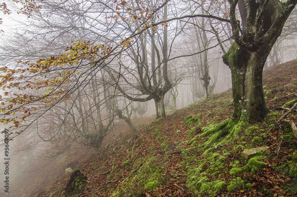 niebla en el hayedo niebla en el hayedo