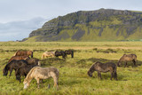 Icelandic horses grazing on the grass