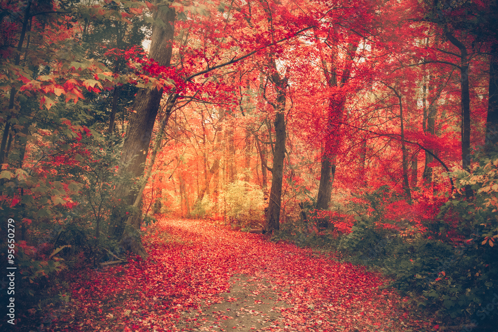 Fototapeta premium Magical forest with autumn colors and red leaves