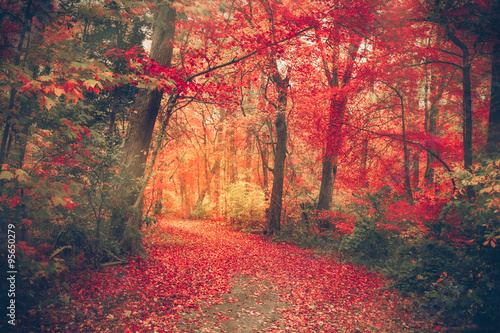 magiczny-las-z-jesiennymi-kolorami-i-czerwonymi-liscmi