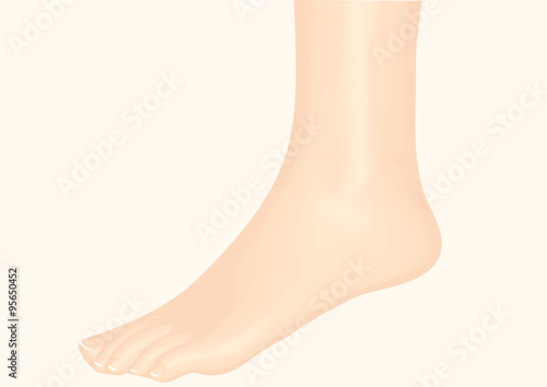 ankle