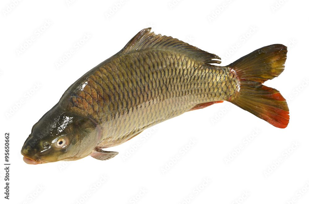 Fototapeta premium Cyprinus carpio Fish Carp