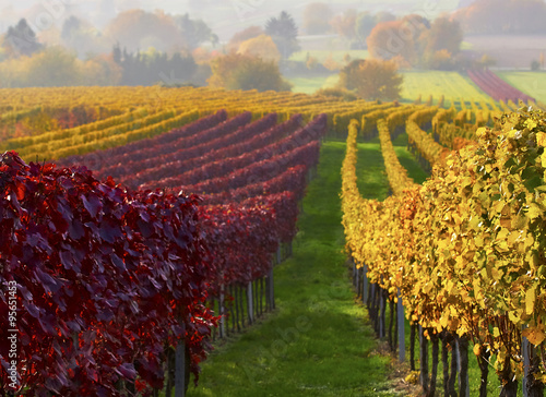 Vineyard in autumn- indian summer red yellow photo