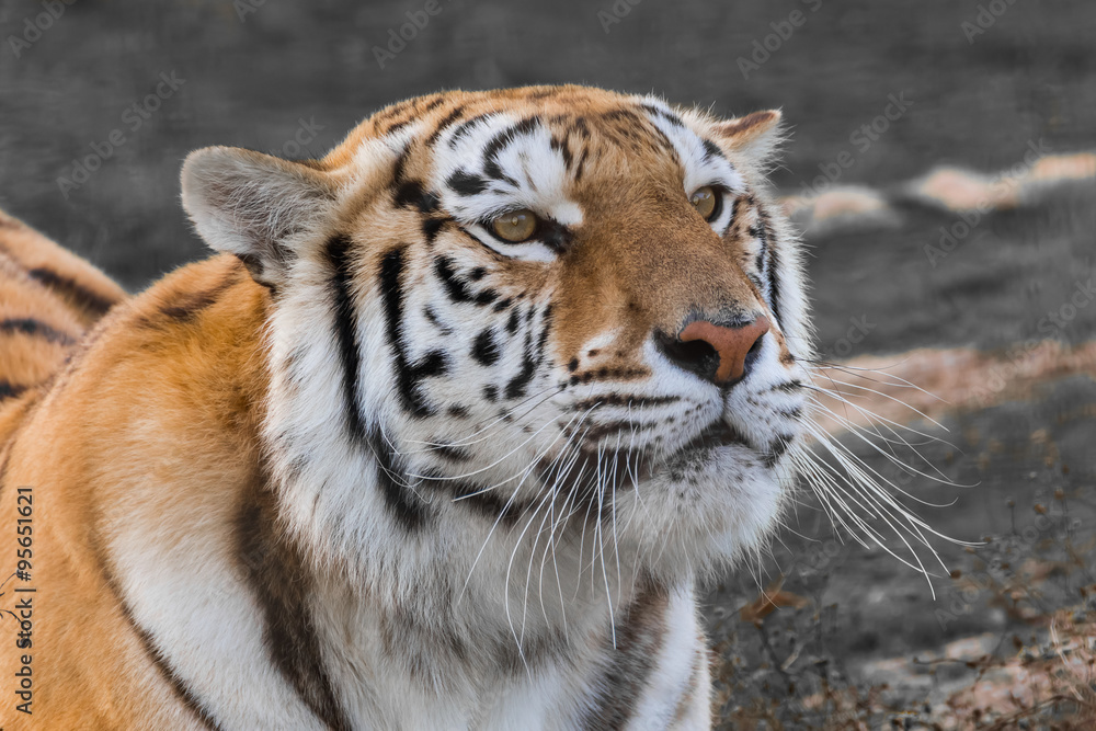 Close up portrait of a tiger