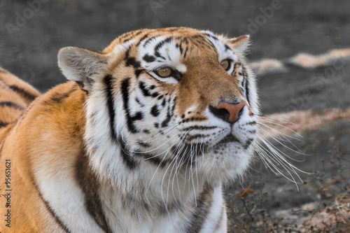 Fototapeta Naklejka Na Ścianę i Meble -  Close up portrait of a tiger