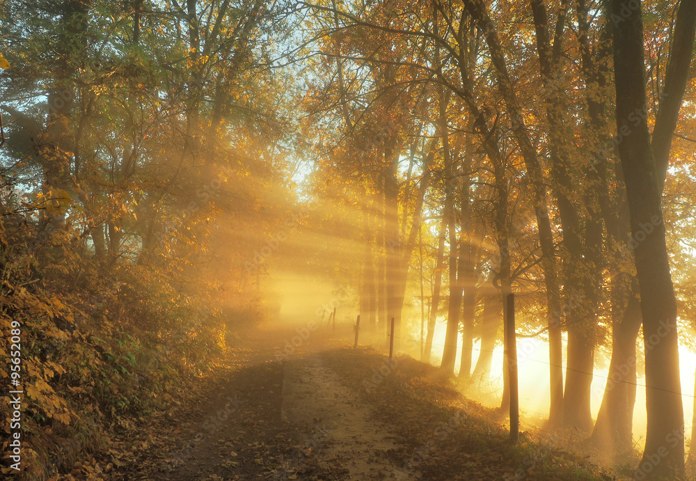 Sonnenstrahlen im Spätherbst - Herbst Bäume mit Abendsonne am Weg Sonnenstrahlen im Spätherbst - Herbst Bäume mit Abendsonne am Weg