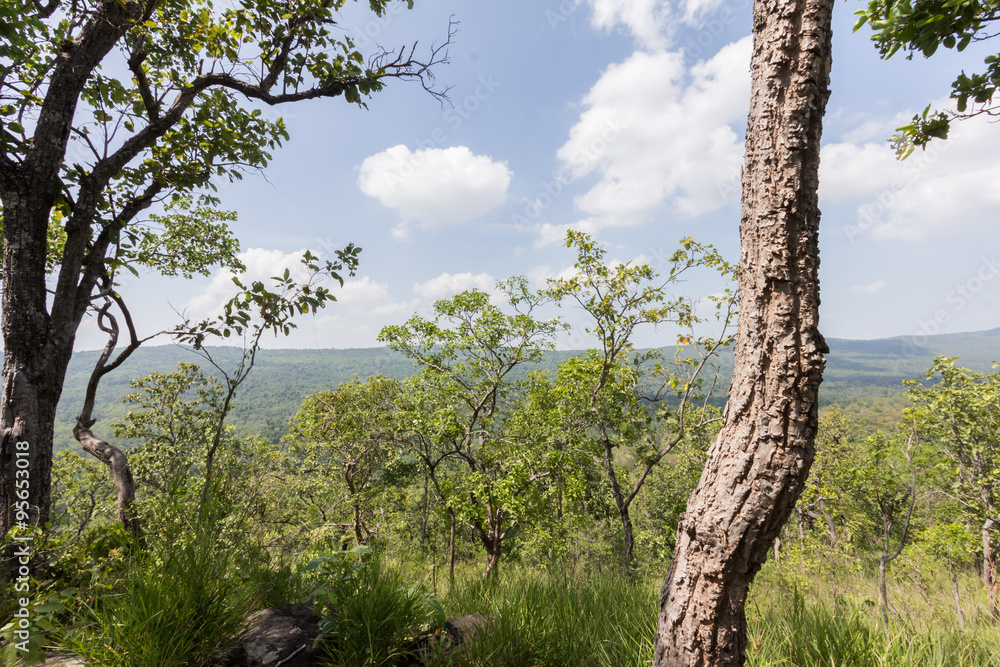 Fototapeta premium Green Mountain natural view
