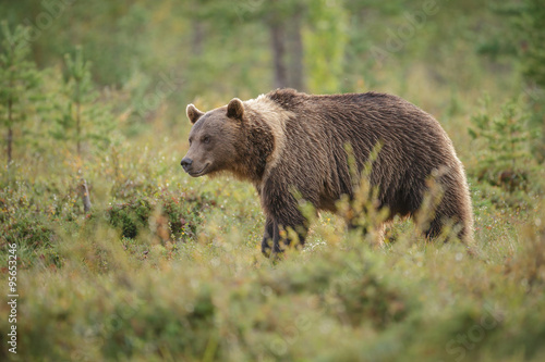 Big brown bear in Finnland