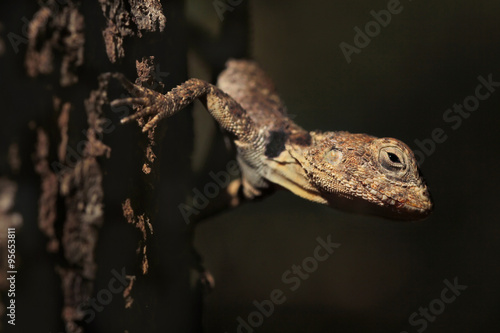 Stellagama stellio - Starred agama lizard