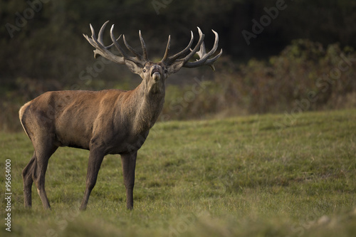 Red deer/deer/Czech Republic