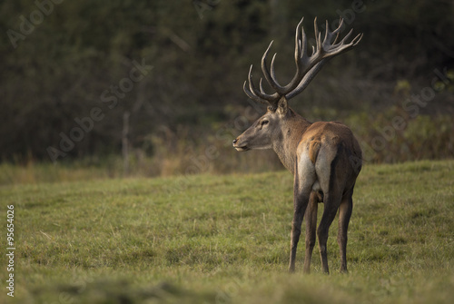 Red deer/deer/Czech Republic © photocech