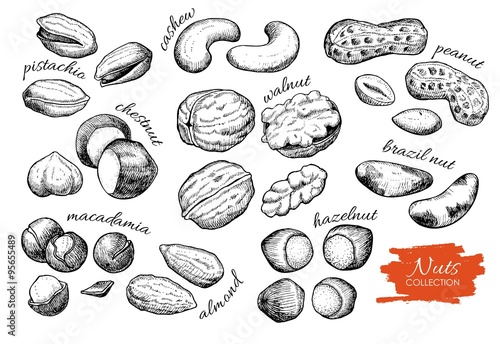 Vector hand drawn nuts set. Engraved collection photo