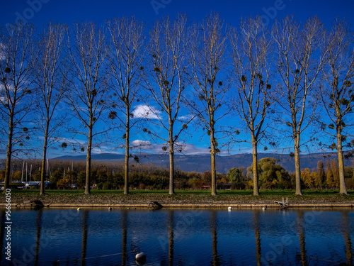 Symmetrical trees on a water channel in Autumn