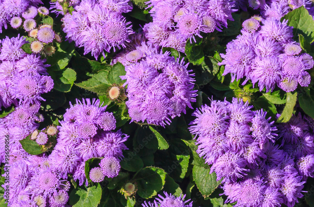 Floss flower Awesome leilani blue or ageratum blue bouque in ba