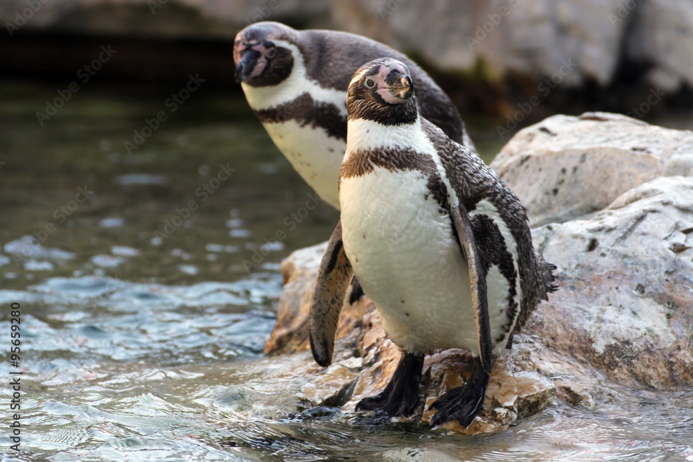 Obraz premium Pinguin