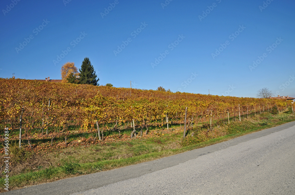 I vigneti delle Langhe - Piemonte