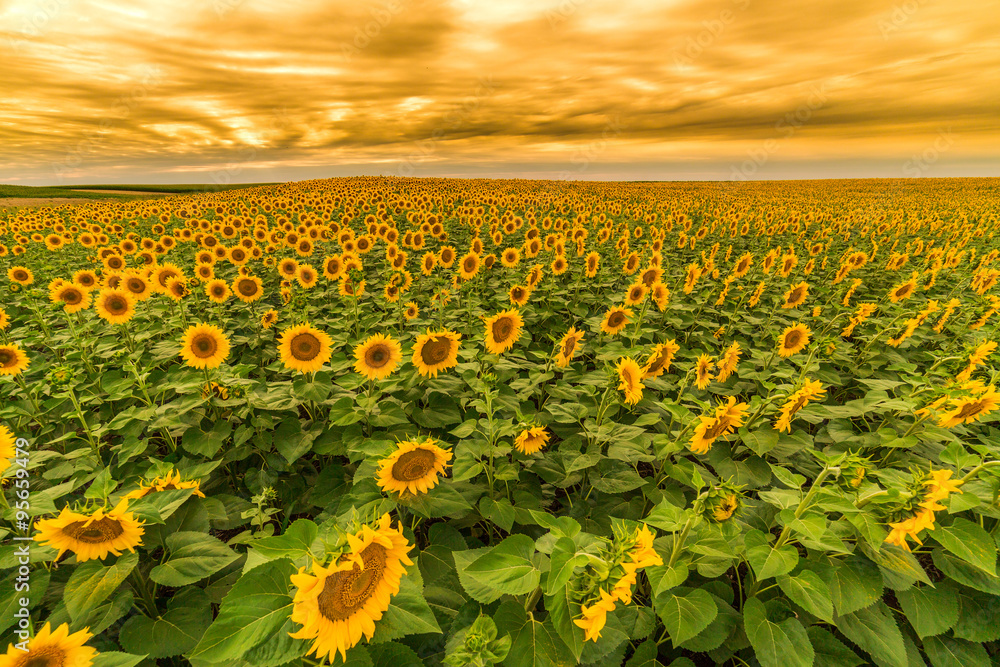 Obraz premium Sunflower field at dawn in flowering stage
