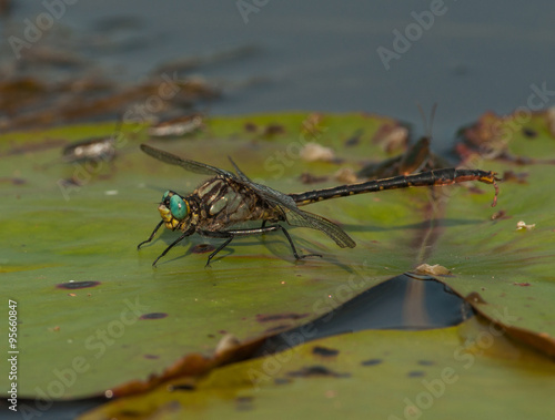 Wallpaper Mural Lilypad Clubtail Resting on Lilypad Torontodigital.ca