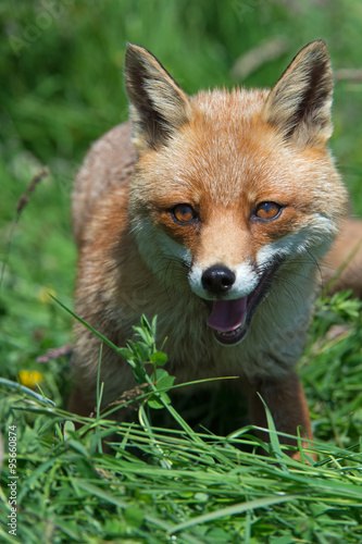 Red Fox (Vulpes Vulpes)/Red Fox in deep green grass © davemhuntphoto
