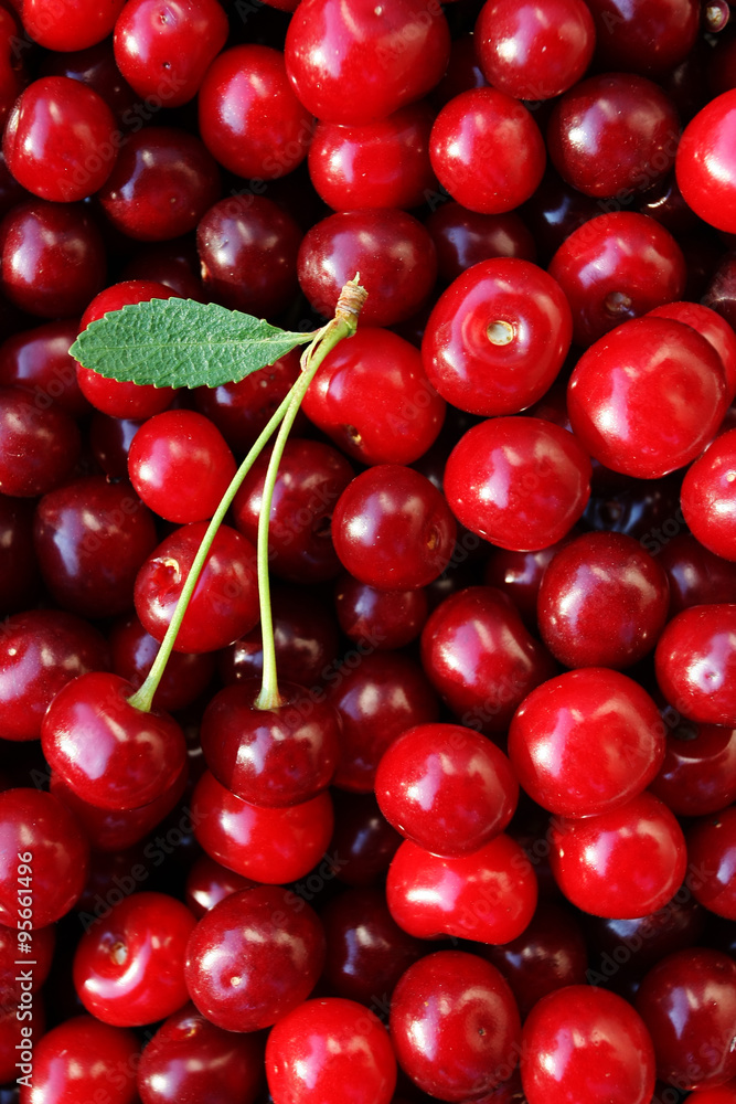 ripe cherries with a leaf ripe cherries with a leaf