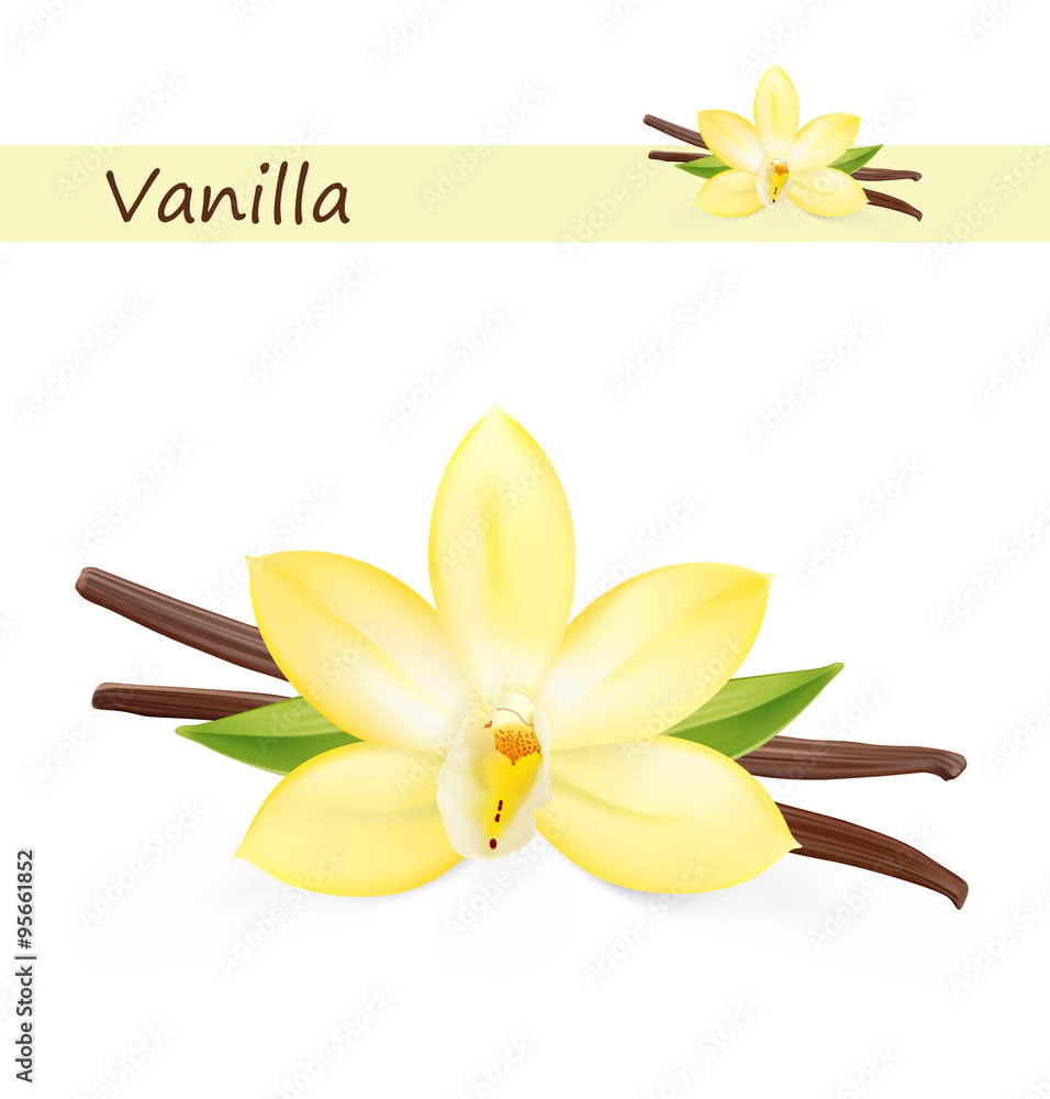 Vanilla flower on white background. Vector illustration