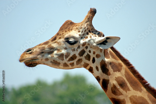 Giraffe #95661859
