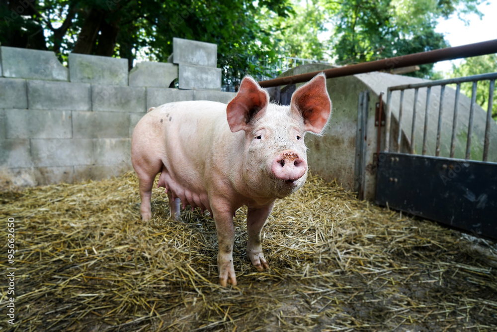 Outdoor-Schweinehaltung, alte Sau im Auslauf Outdoor-Schweinehaltung, alte Sau im Auslauf